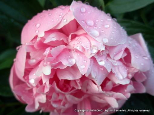 a peony flower opening in the rain