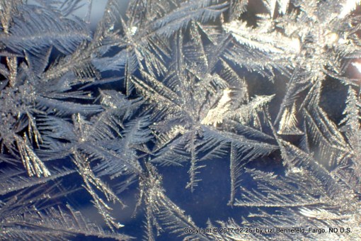 frost ferns on the window pane