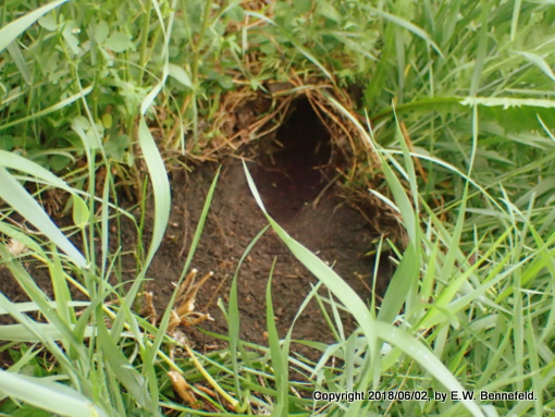 rabbit burrow (close-up) in the midst of the garden.