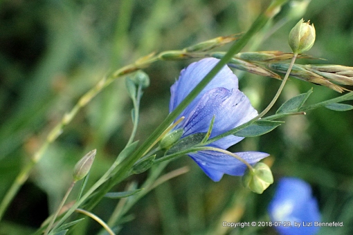 blue wild flax flowers in a dew-drenched wildflower garden