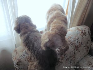 scampers at the window