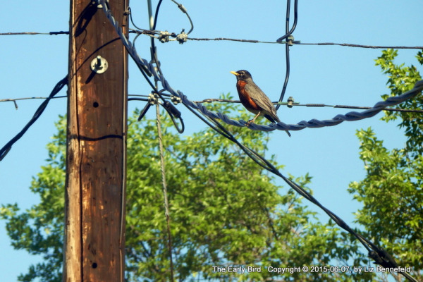 A Robin sitting and singing on a power cord strung from the pole to the house