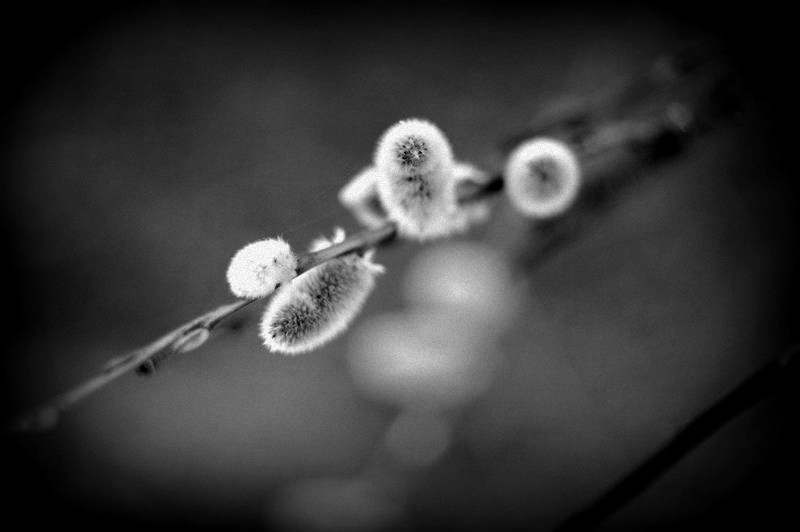 pussy willow 1722030 altered
