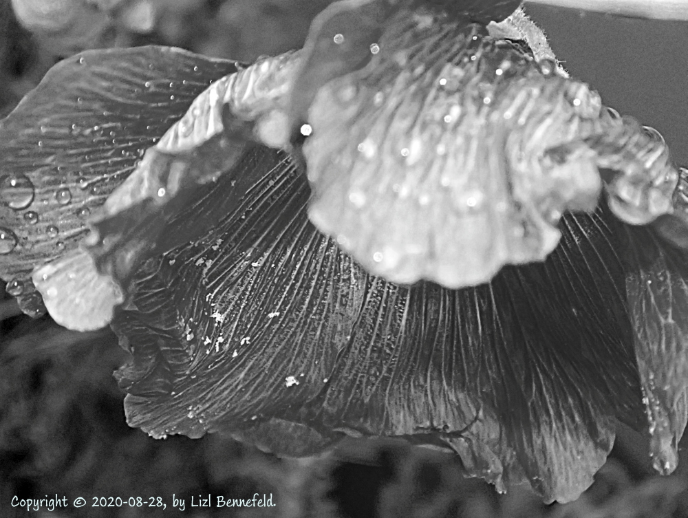 Waterdrops on Hollyhock Flower (B&W) Copyright © 2020-08-28, by Lizl Bennefeld.