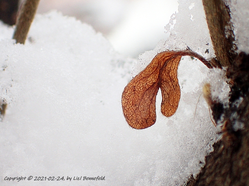 dried leaf on twig, new snow behind